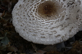 Untitled photo