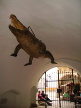 Alligator of the old city hall in Brno