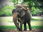 elefante, Hue