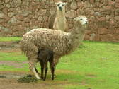 Lamas e alpacas...