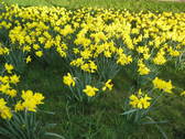 Daffodiles extravaganza