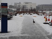 Askja building, January 2020