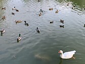 Athalassa park, Nicosia
