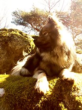 Balu in Fontainebleau