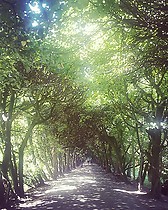 Beautiful tree tunel in Oliwa Park
