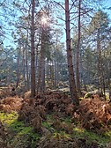 Bosque de Fontainebleau