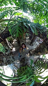 Botanical Garden, RJ