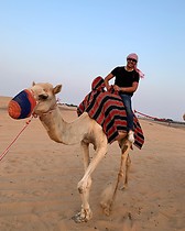Camel dubai