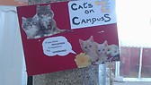 cats on campus