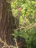 Chameleon, Protaras