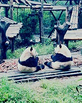Chengdu Research Base of Giant Panda Breeding