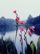 Chengdu Research Base of Giant Panda Breeding