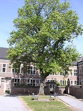 Cour intérieure