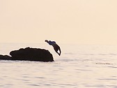 da dolphin