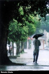 Mango trees and rain - 2 typical things in Belém