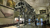 Dinosaur skeleton