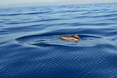 Dolphin in Açores
