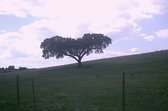 Sobreiro, árvore típica do Alentejo