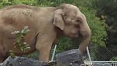 Elephant, Parc Tete D'Or