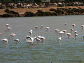 Flamencos de las Salinas