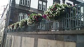 Flores