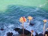 Flores andaluzas