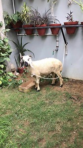 For every prophet was a shepherd