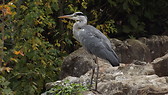 Heron