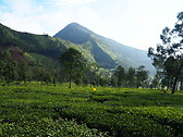 Hill with a tea plants
