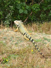 Iguana en Culebra, PR