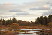 Järvelä Wetland