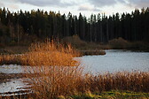 Järvelä Wetland