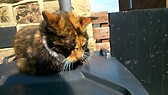 Kit Cat