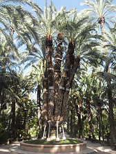 La palmera imperial