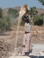 Le vannage des céréales 