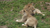 Lions