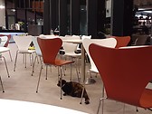 Local uni cat, January 2020