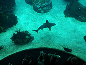 Oceanário de Lisboa