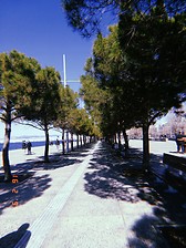 Pine trees by the sea