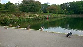 Psyducks