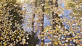 Reflections