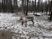 Reindeer
