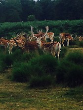 Richmond Park.