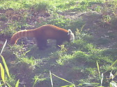 the small panda was searching something