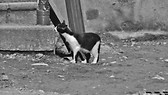 Stray Cat
