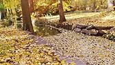 Stream, Parc Tete D'Or