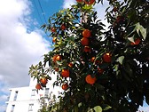 sunny fruits