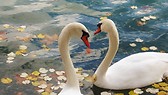 Swans