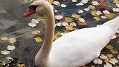 Swans