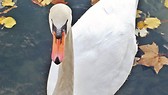 Swans